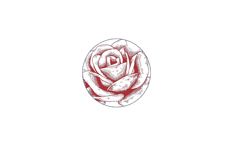 The Modern Rose