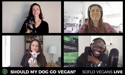 Should My Dog or Cat Go Vegan?