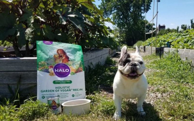 halo dog food dog ownership day