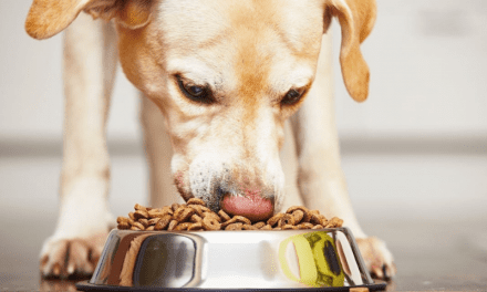 8 Best Vegan Dog Food Brands