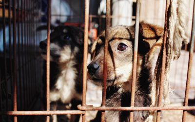 6 Animal Cruelty Laws in Florida You NEED to Know