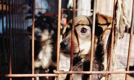 6 Animal Cruelty Laws in Florida You NEED to Know