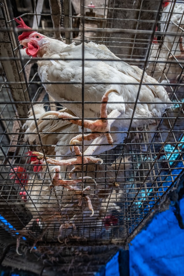 animal cruelty laws in florida caged chicken