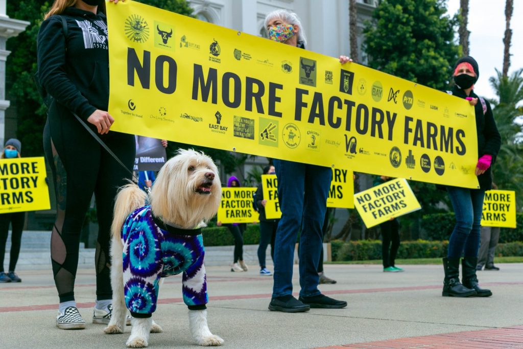 vegan community animal rights protest