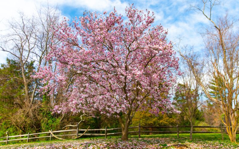 The Impressive Benefits of Magnolia Trees